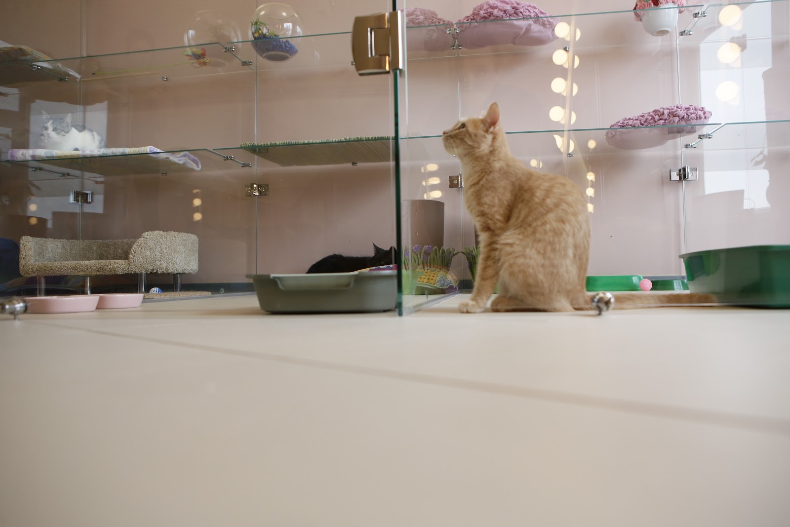 Сеть отелей для котов Терракот - photo 1