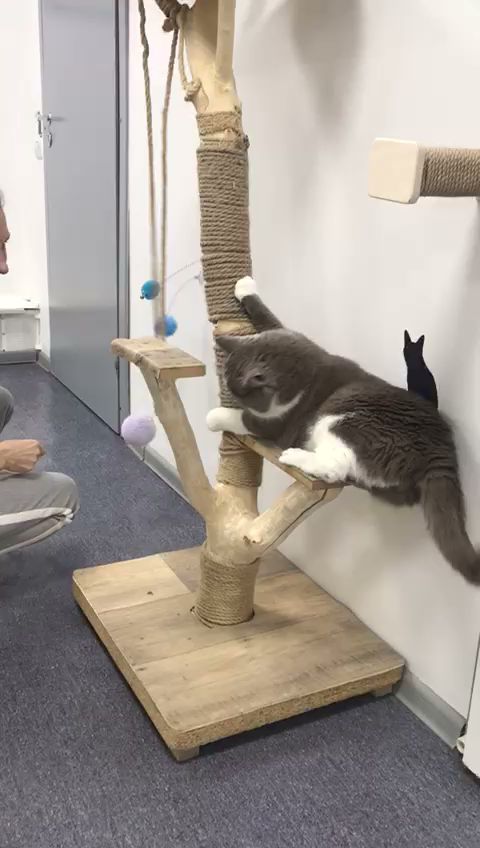 Cats` Room | Отель для кошек Нижегородская | Гостиница для животных, передержка кошек, зоотакси - photo 3