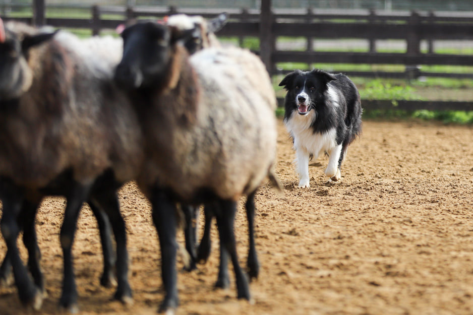 Агротуристический комплекс Горыныч - photo 2