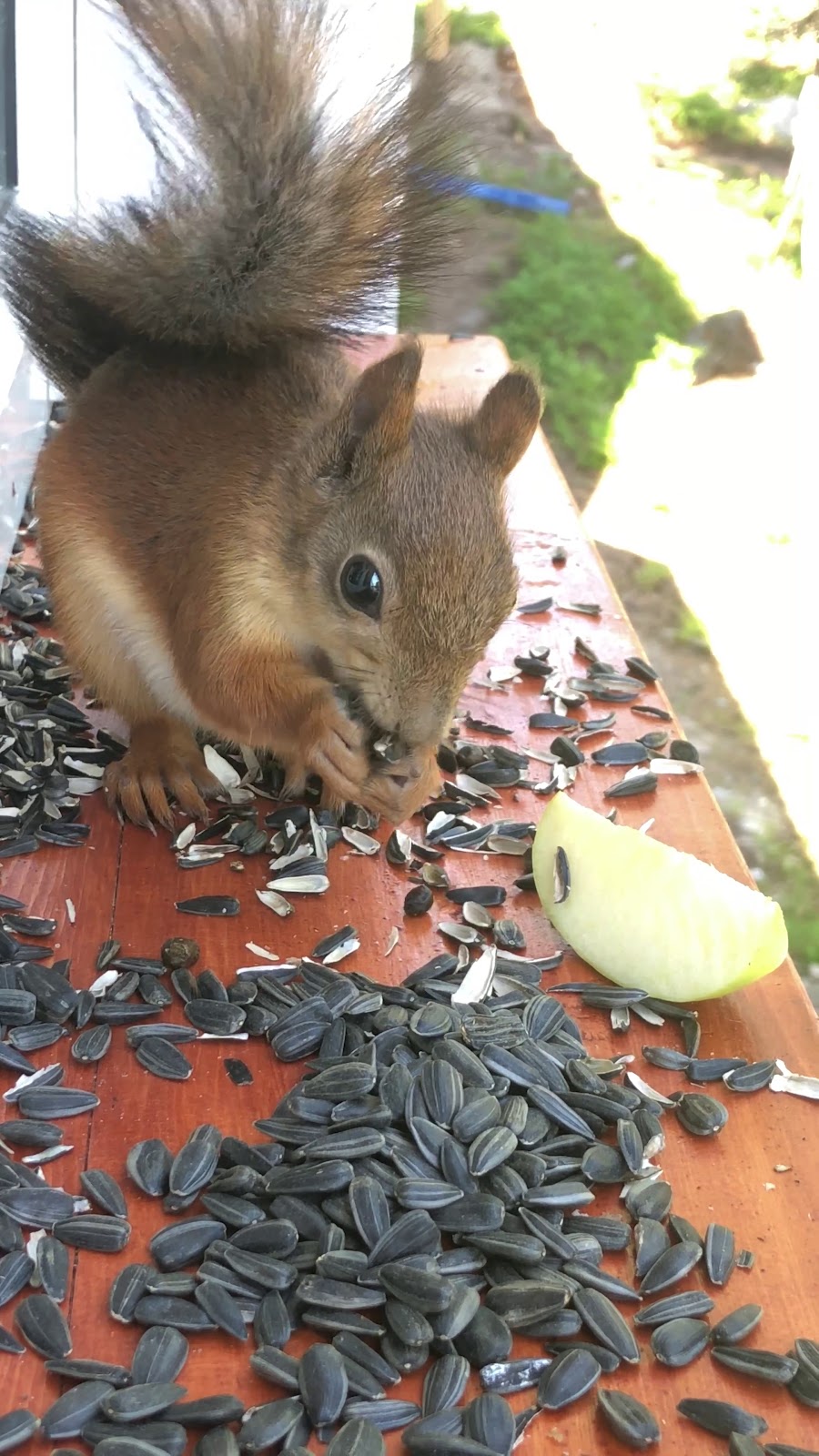 Гостевой дом в Умбе "У Аниподистовича" - photo 3