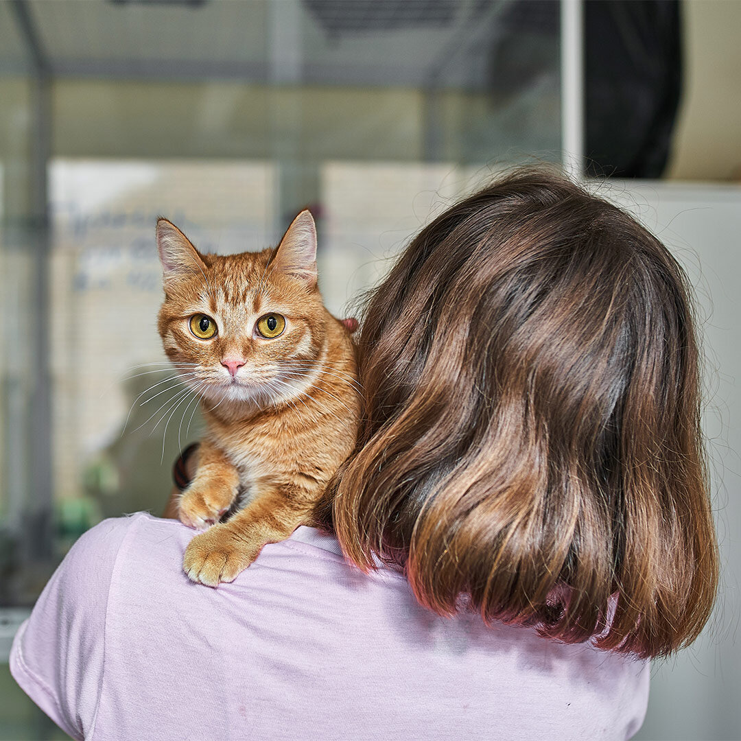 Cats` Room | Отель для кошек Нижегородская | Гостиница для животных, передержка кошек, зоотакси