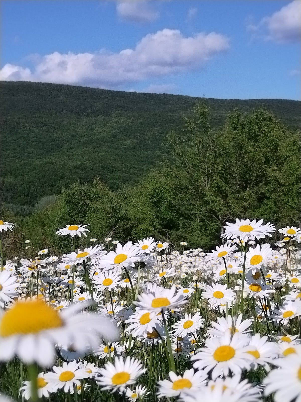 Территория комфорта Del’vito - photo 5