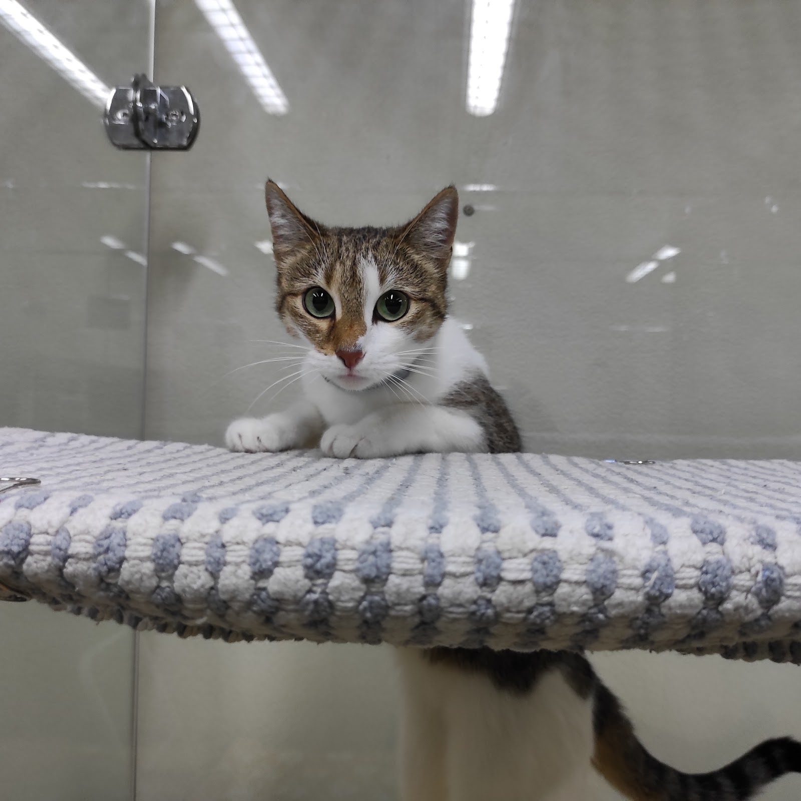 Отель для кошек. - photo 4