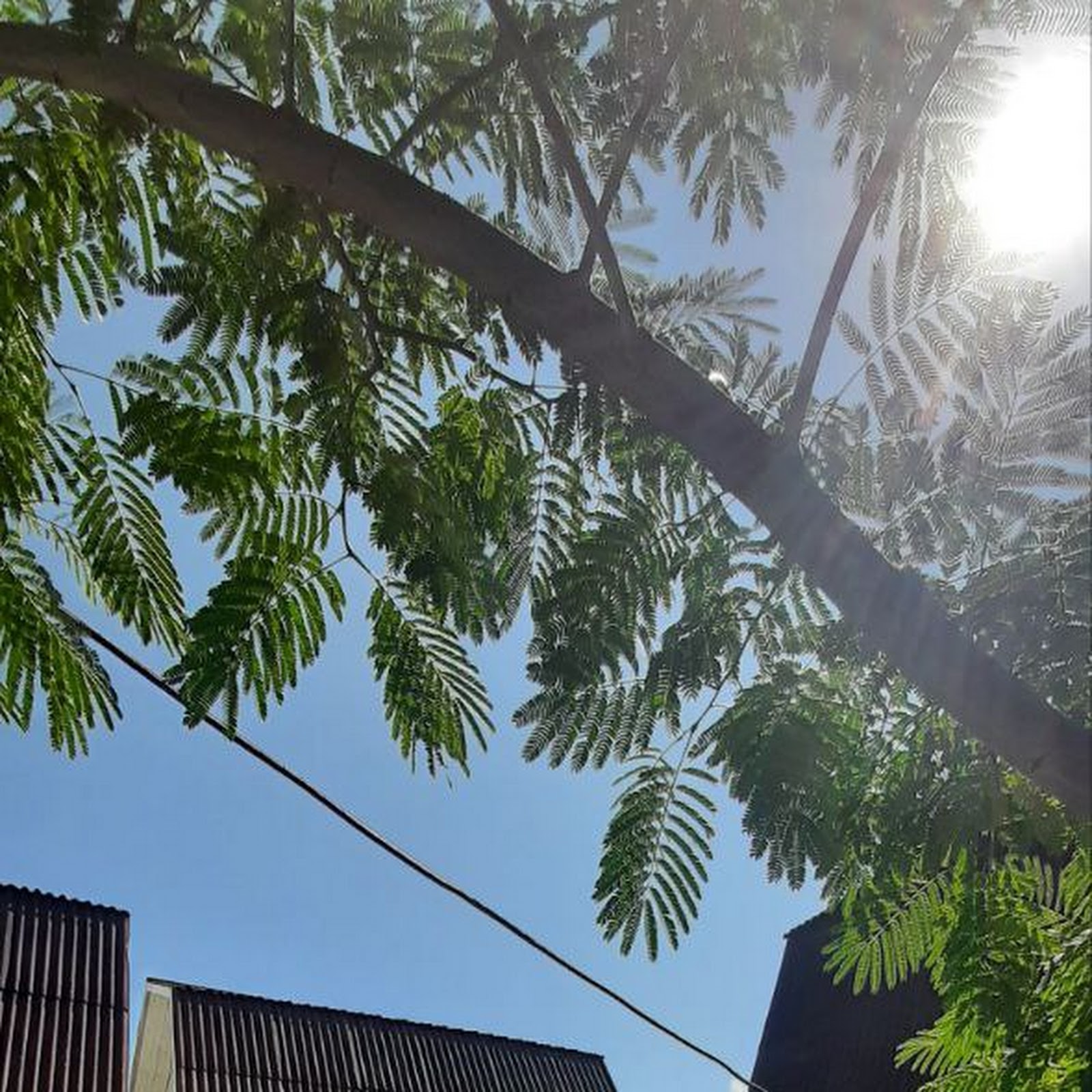 Кипарис - photo 5