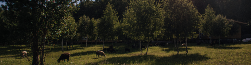 Таруса Лайф