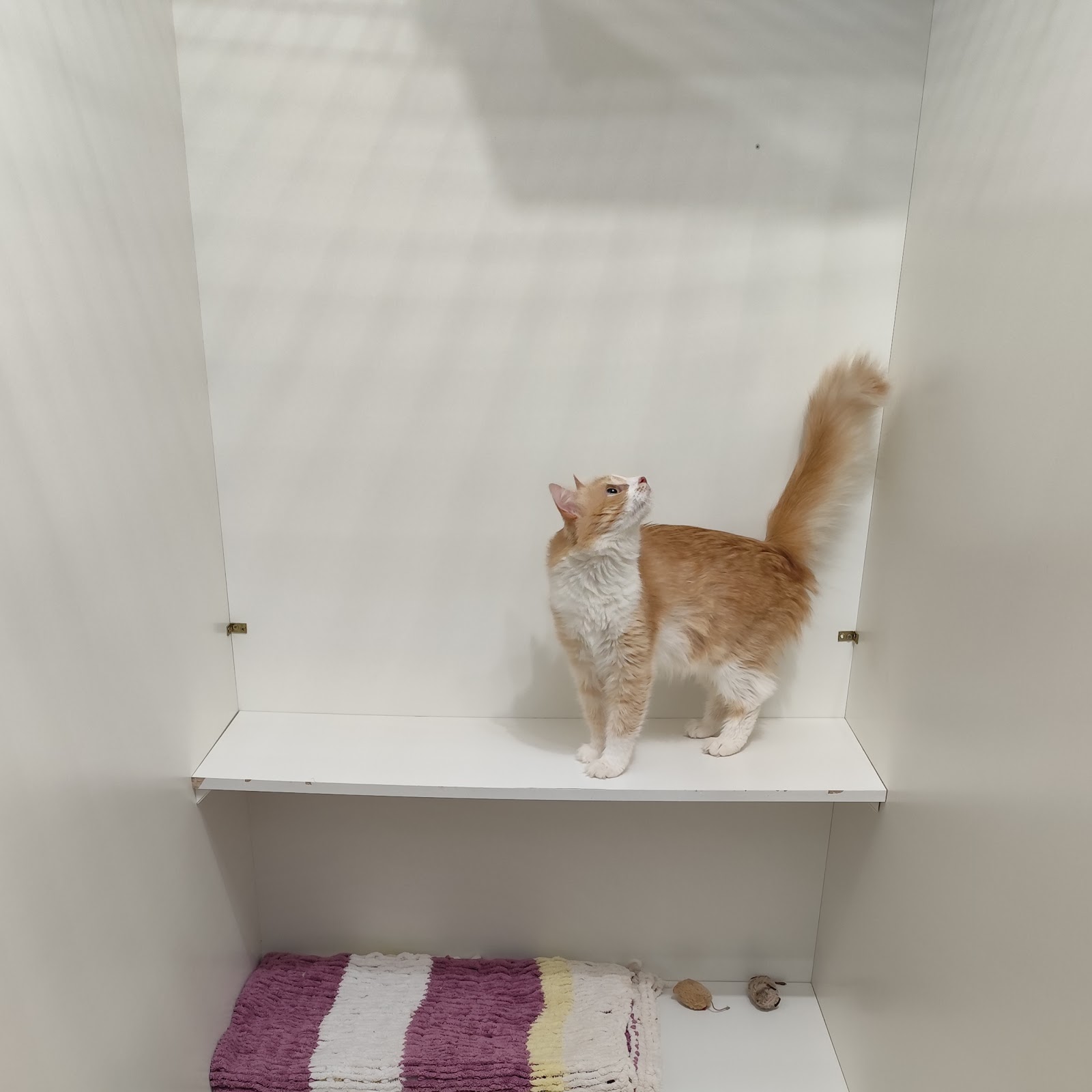 Сеть отелей для котов Терракот - photo 5