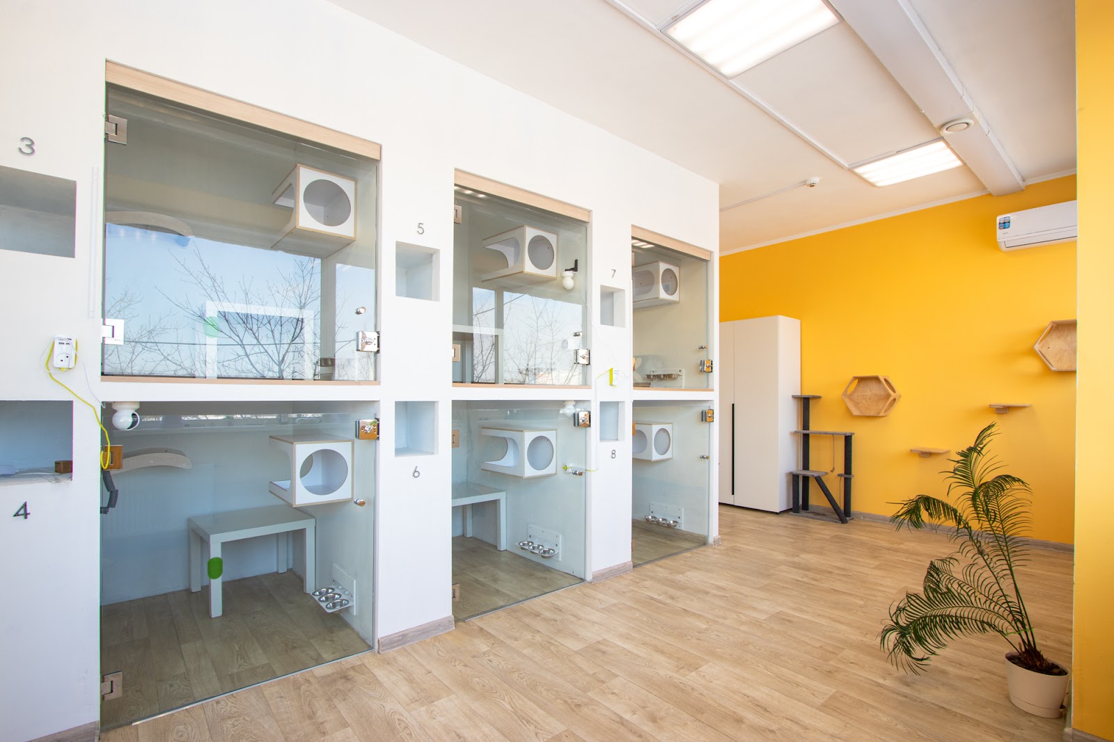 Cats` Room | Отель для кошек Нижегородская | Гостиница для животных, передержка кошек, зоотакси - photo 5