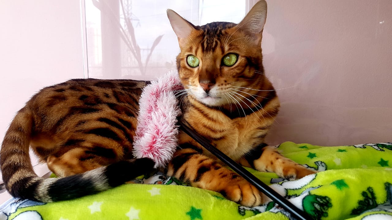 Сеть отелей для котов Терракот - photo 2