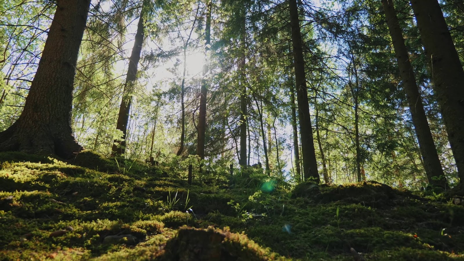 Saimaa Life & Light - photo 5