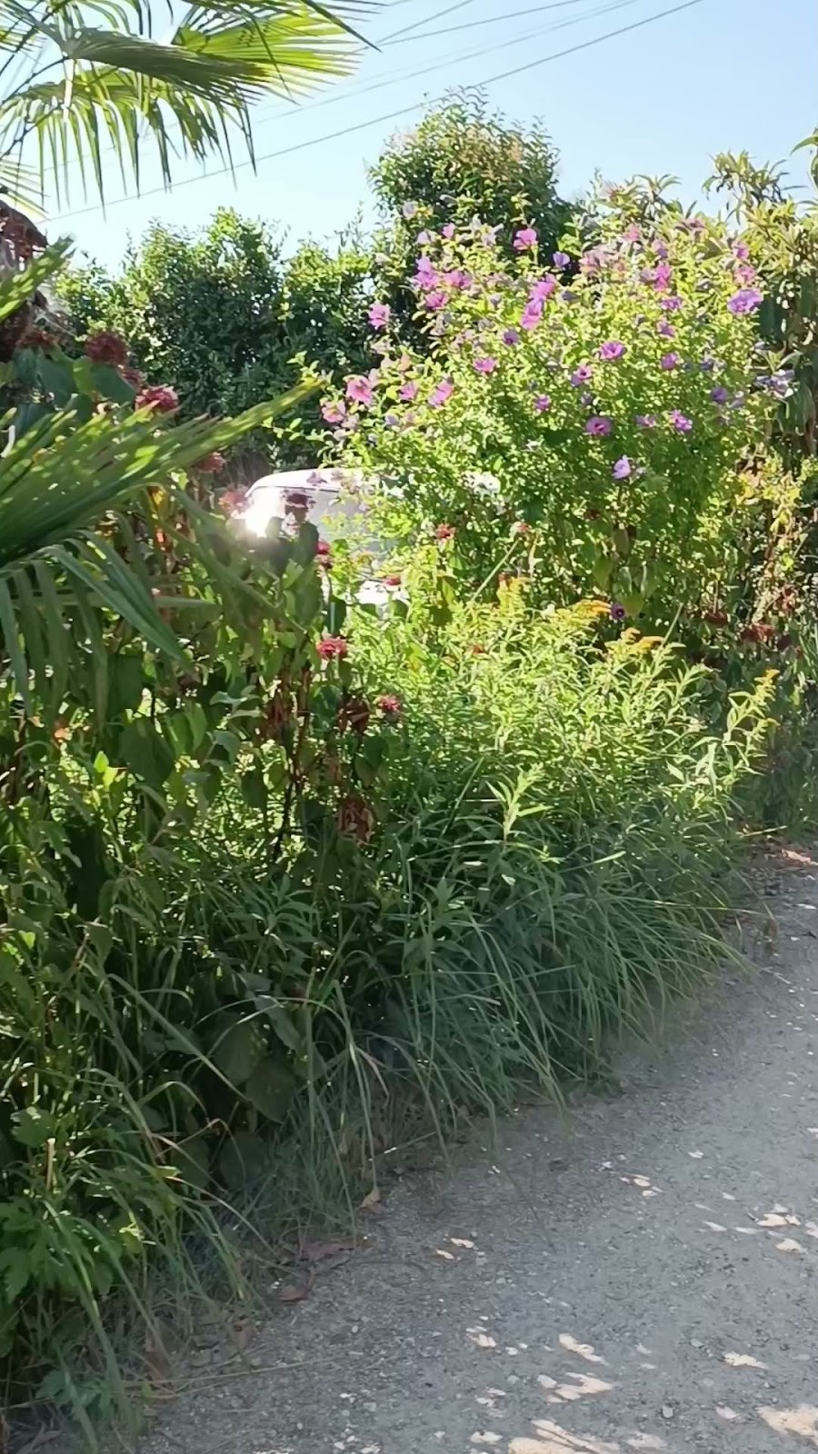 Гостевой дом Цандрипш - photo 3