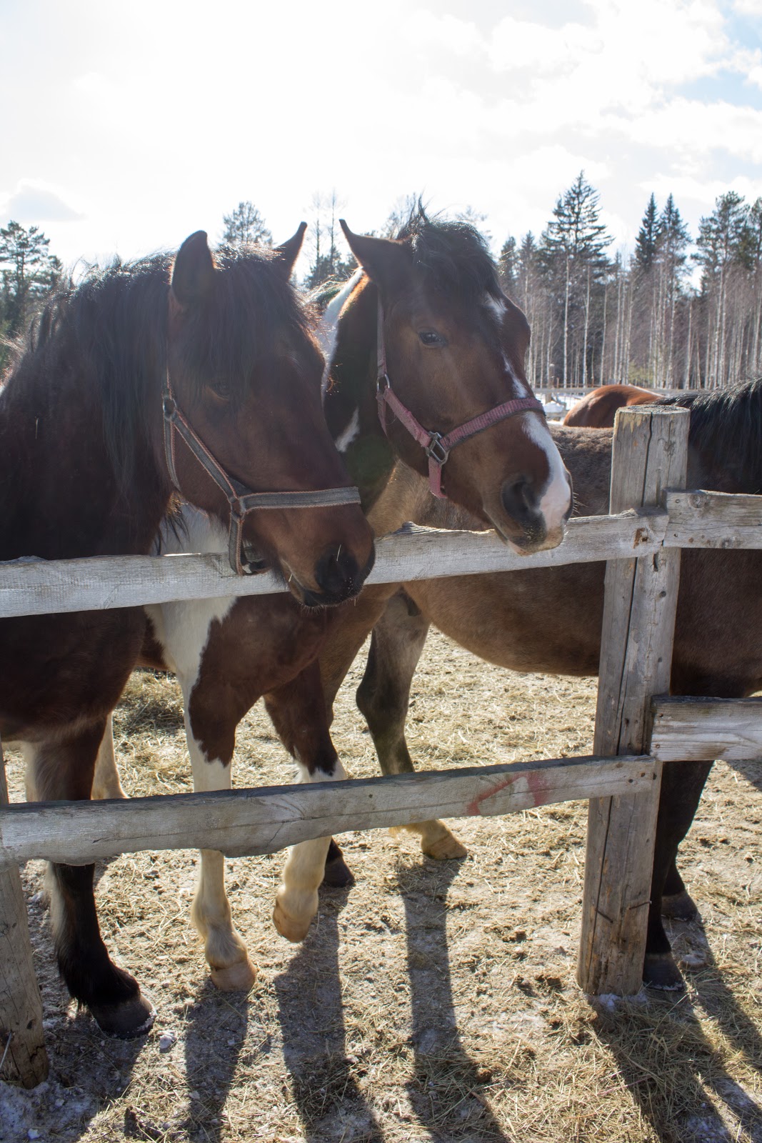 Новая Ельня - photo 3