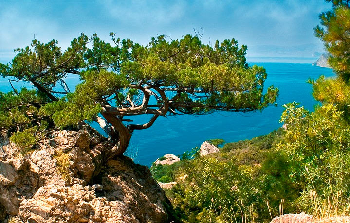 Сосновый двор - photo 5