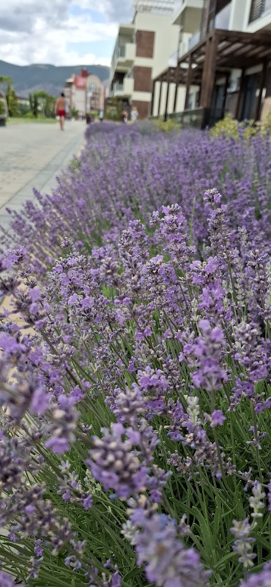 Фото к отзыву КСЕНИЯ #2