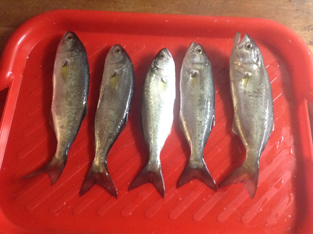 Фото к отзыву Создание сайтов owlwebsite #1