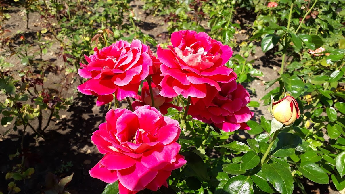 Фото к отзыву Елена Иванова #2