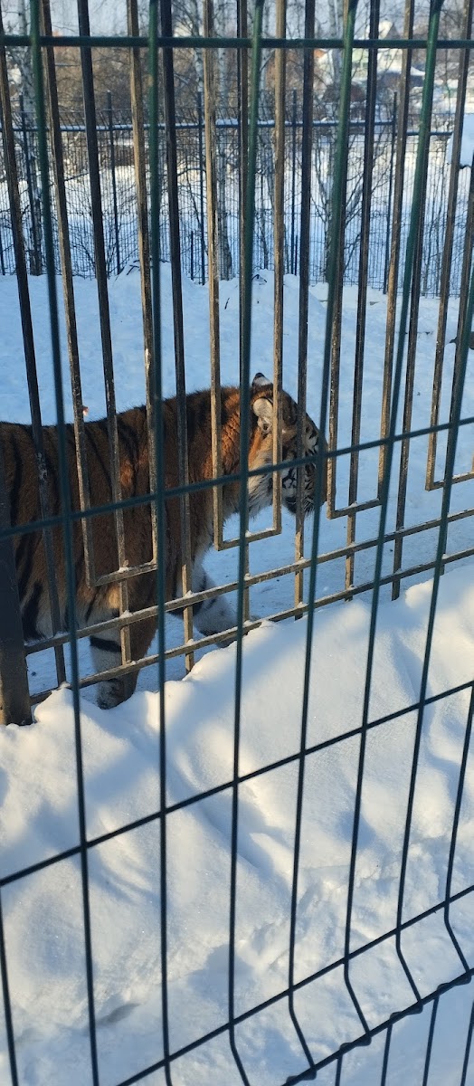 Фото к отзыву Надежда Михалева #3