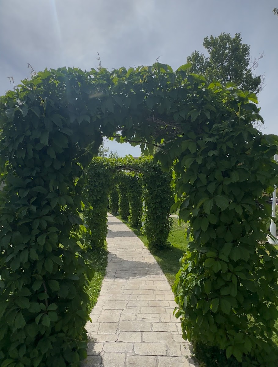 Фото к отзыву Елена #3