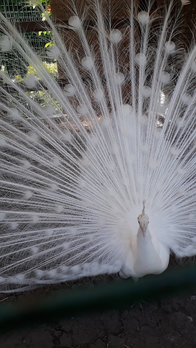 Фото к отзыву Елена Иванова #1