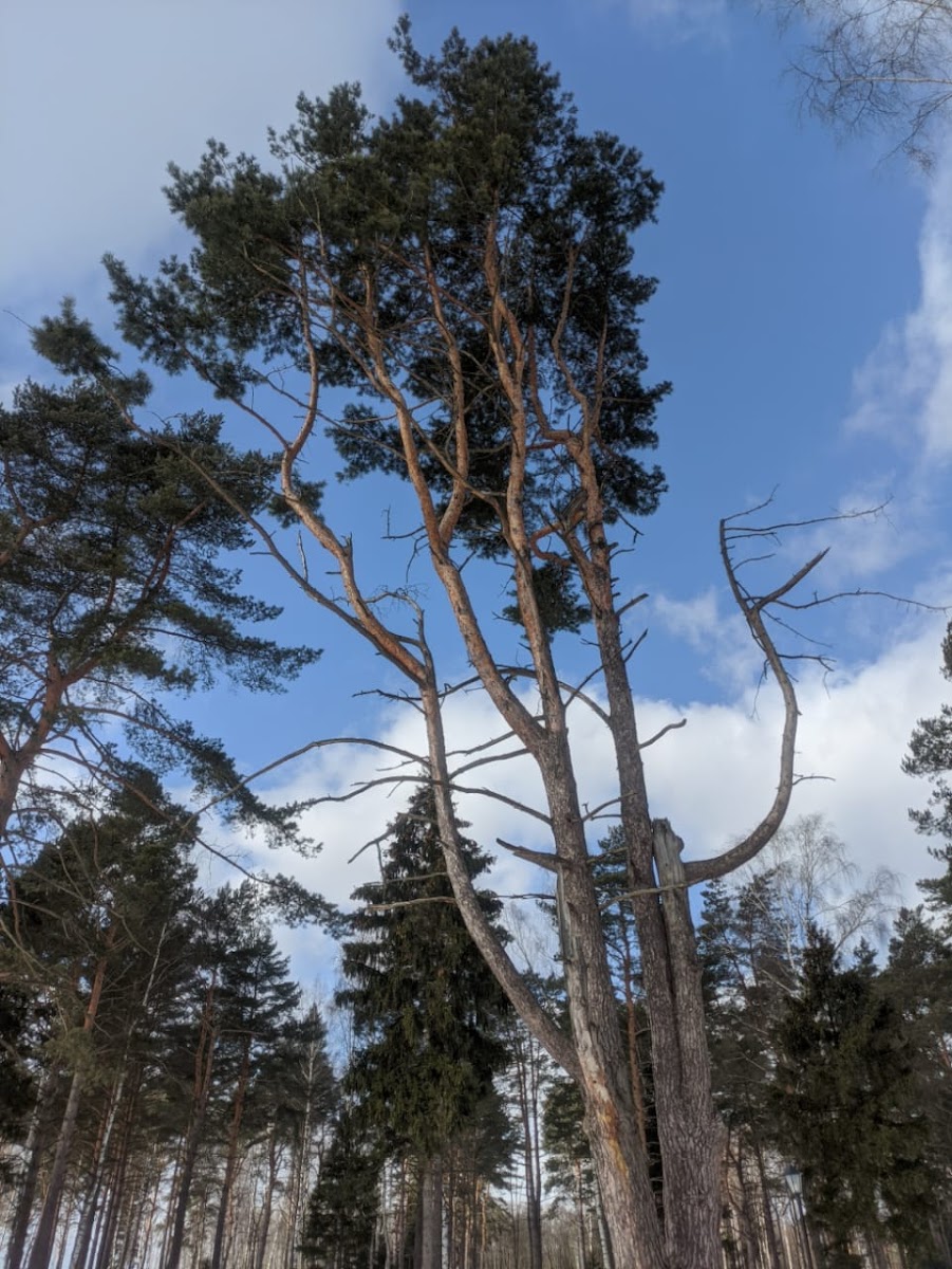 Фото к отзыву Juliya Rumyantseva #2