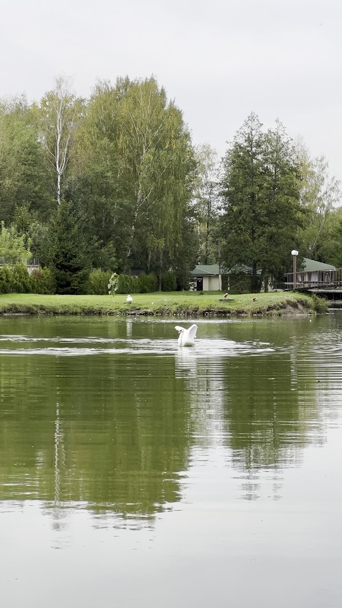 Загородный комплекс "Лесные пруды" - photo 4