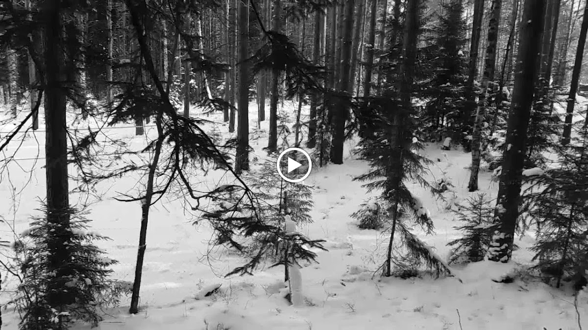 База отдыха Black Fox - photo 3