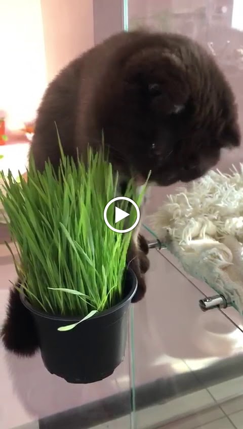 Сеть отелей для котов Терракот - photo 3