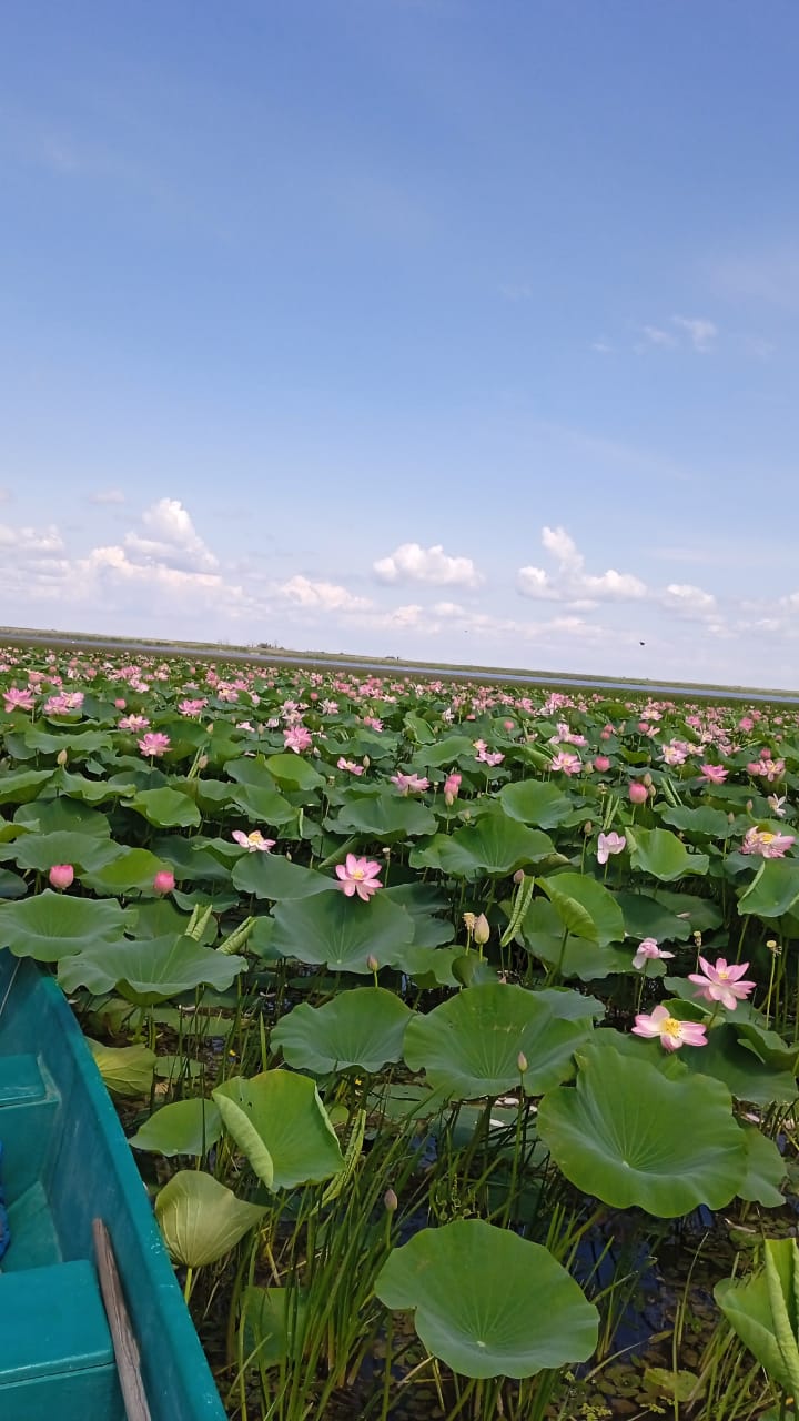 Зелёный остров 54