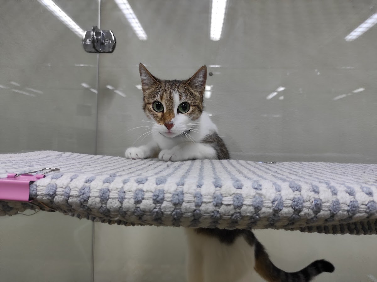 Отель для кошек. - photo 4