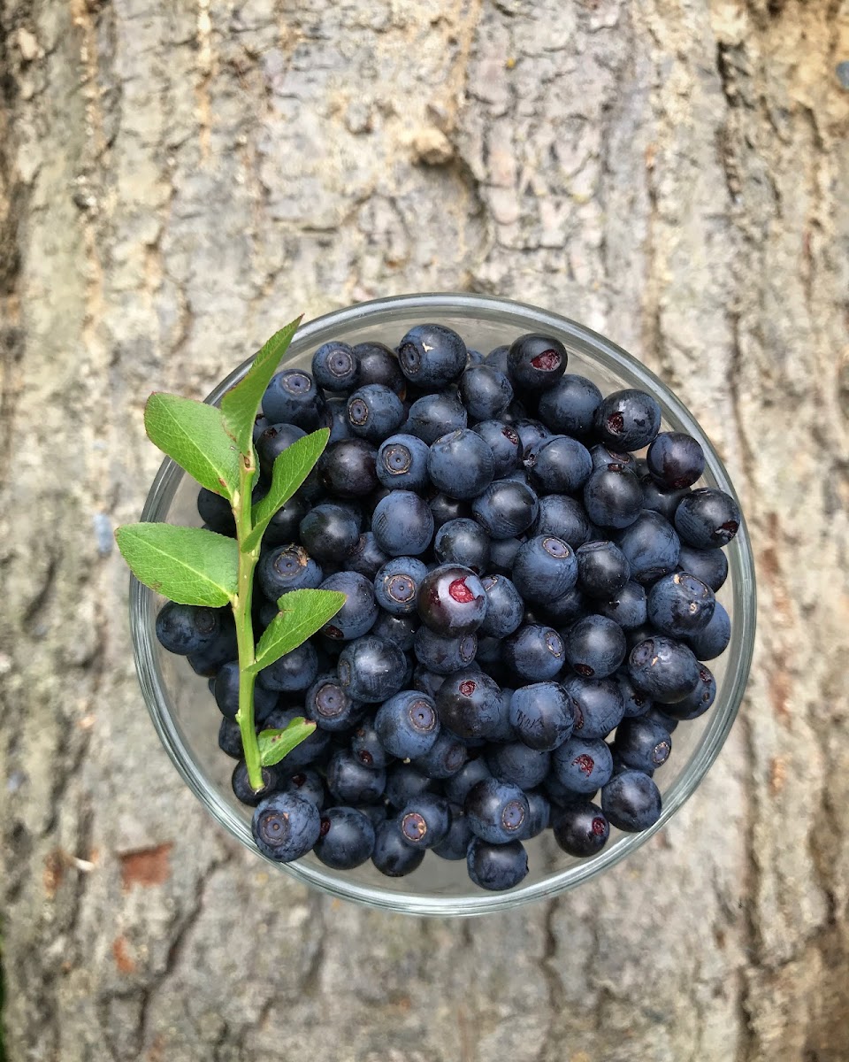 Гостевой дом Избушки guestHouse - photo 5