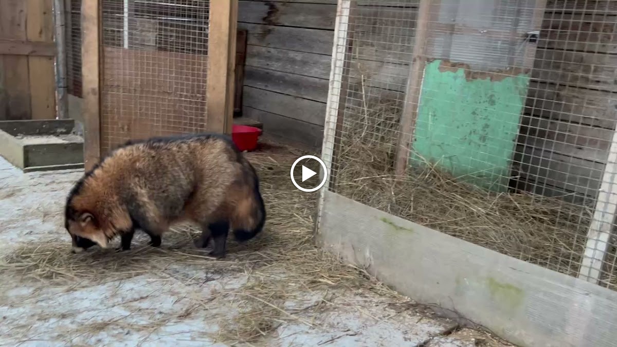 Кот Матроскин - photo 4