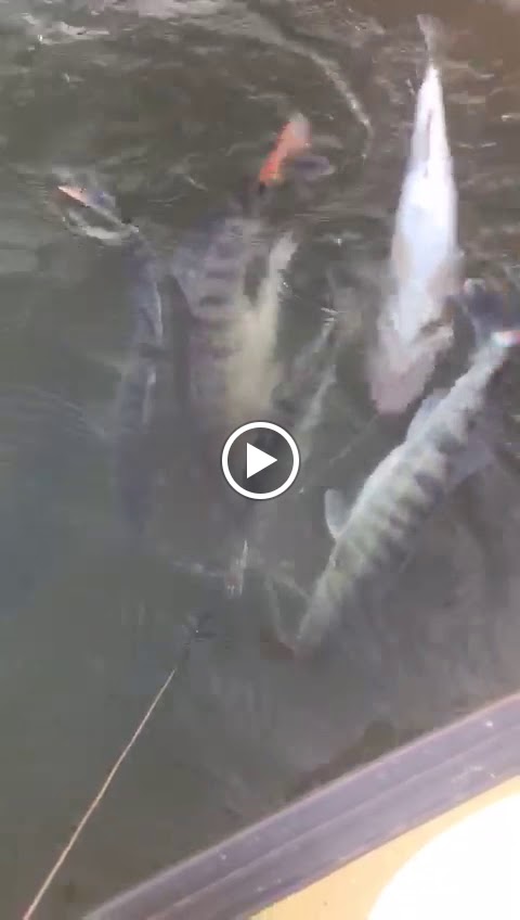 Верхнелебяжье fish resort (Верхнелебяжье, Астраханская обл.) - photo 4