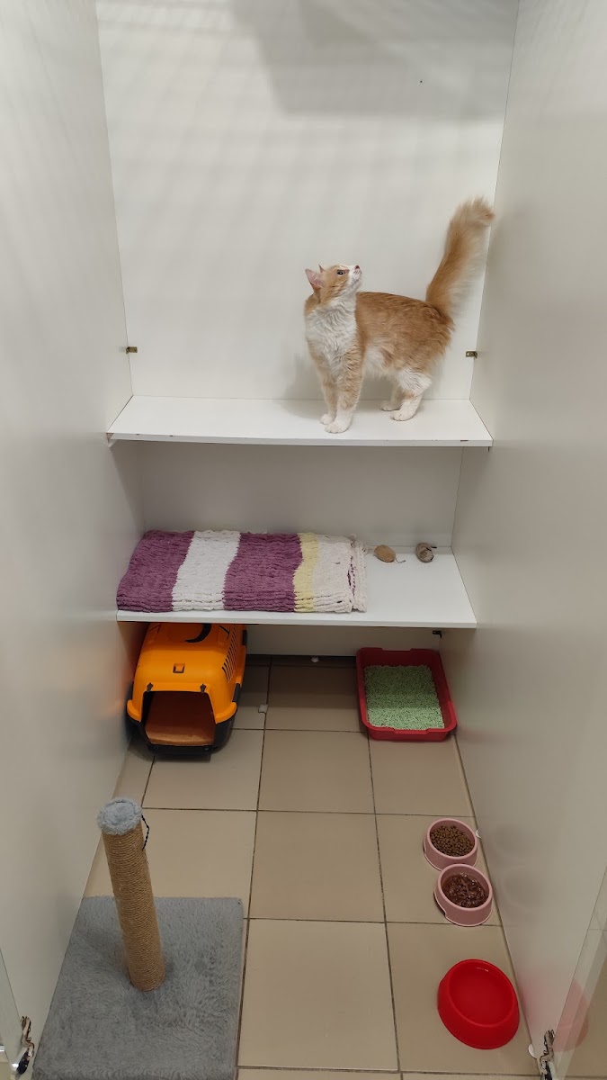 Сеть отелей для котов Терракот - photo 5