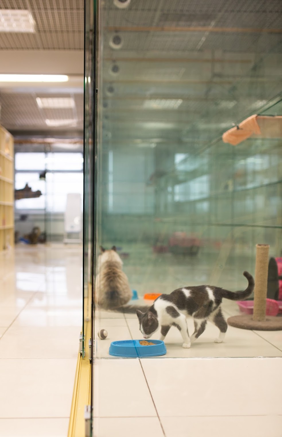 Гостиница для кошек Сэр Кот