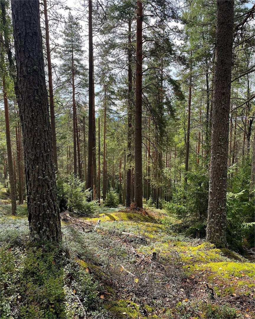 GREENVALD Парк Скандинавия - photo 5