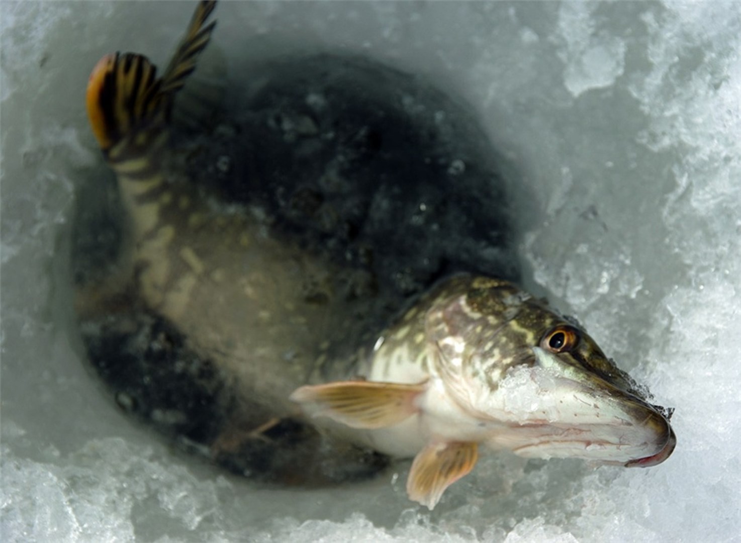 Парк-отель "Торбеево Озеро" - photo 3