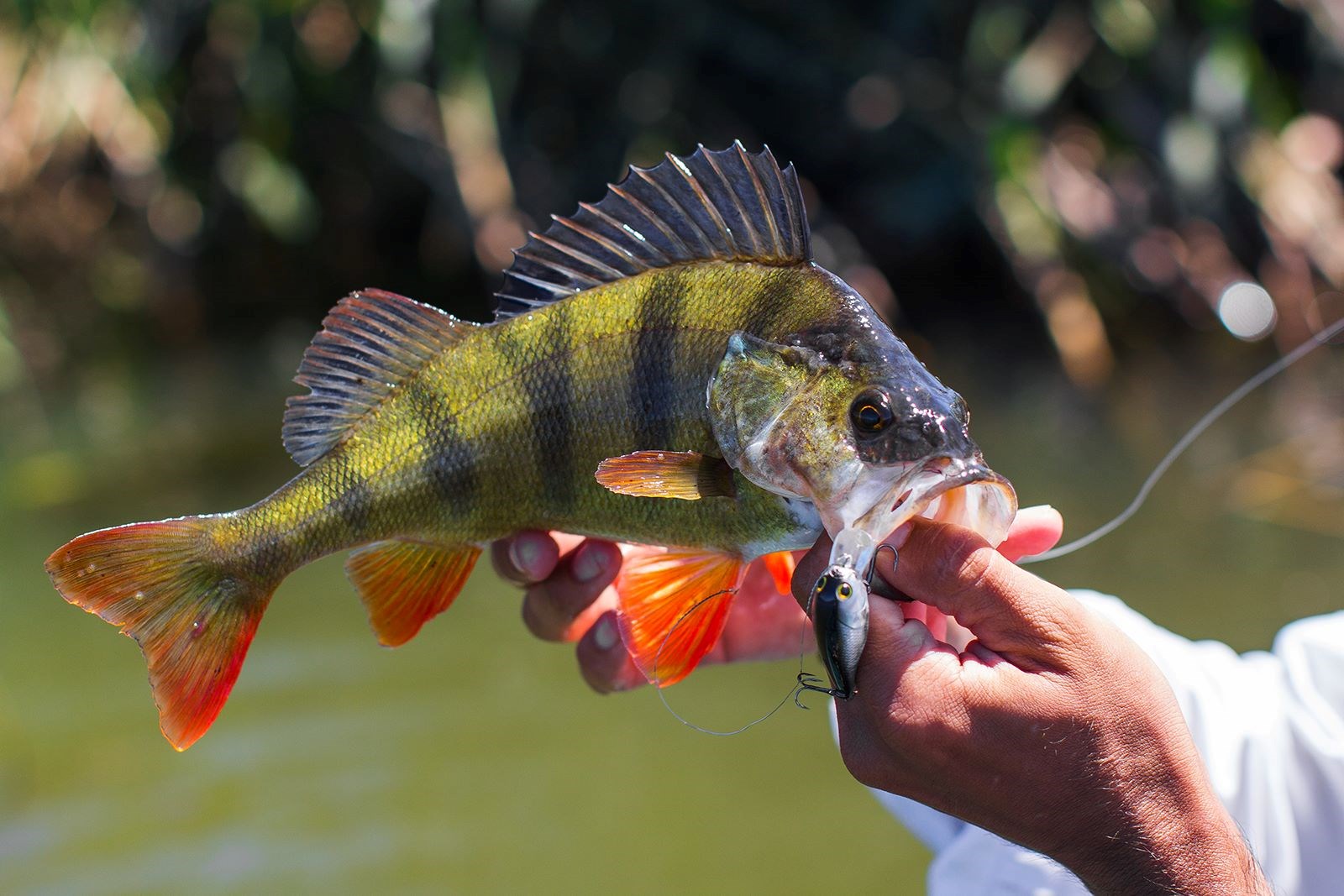 Авалон - photo 5