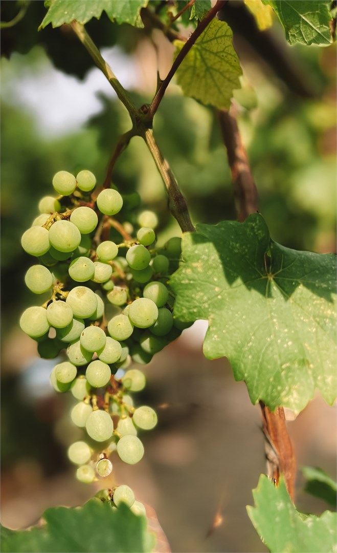 Гостевой дом Ани