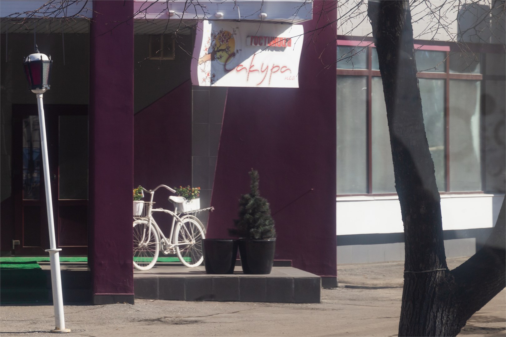 Сакура Нео - photo 2