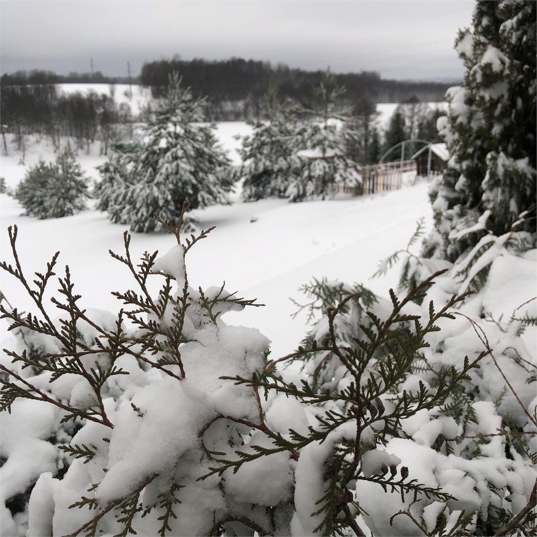 Лесная Гавань - photo 5