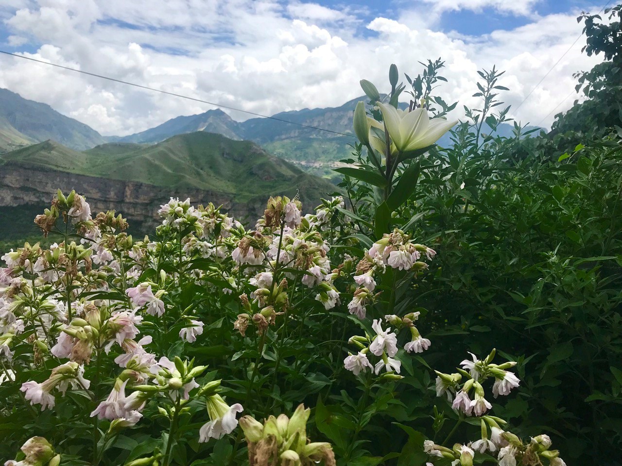 Родное гнездо - photo 3