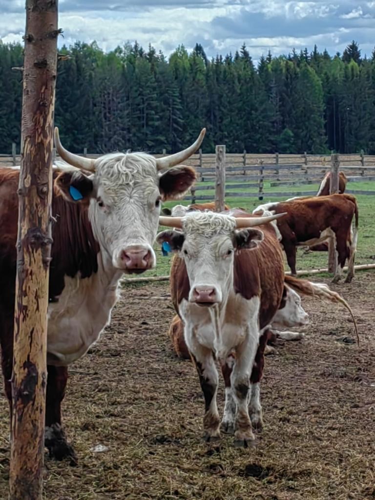 База отдыха Ордино - photo 2