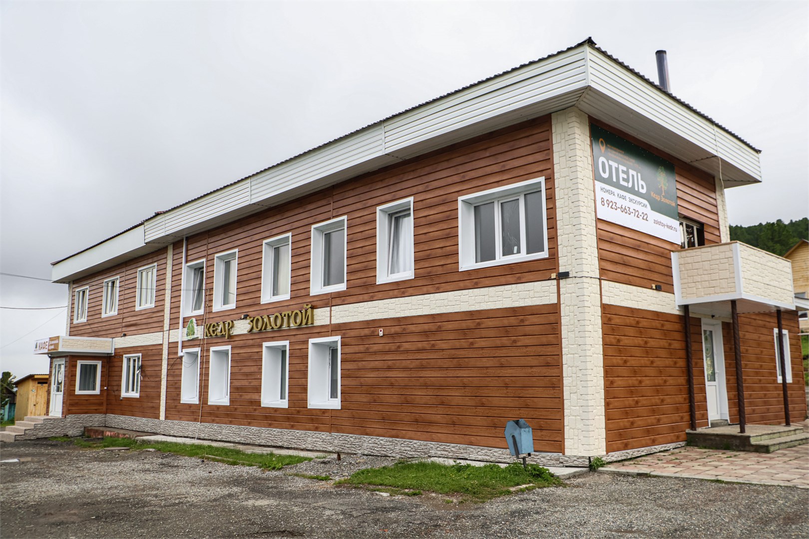 Кедр золотой