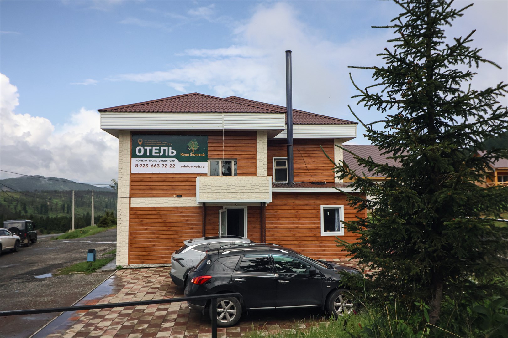 Кедр золотой - photo 3