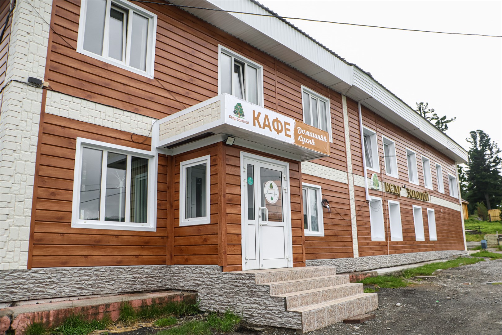 Кедр золотой - photo 2