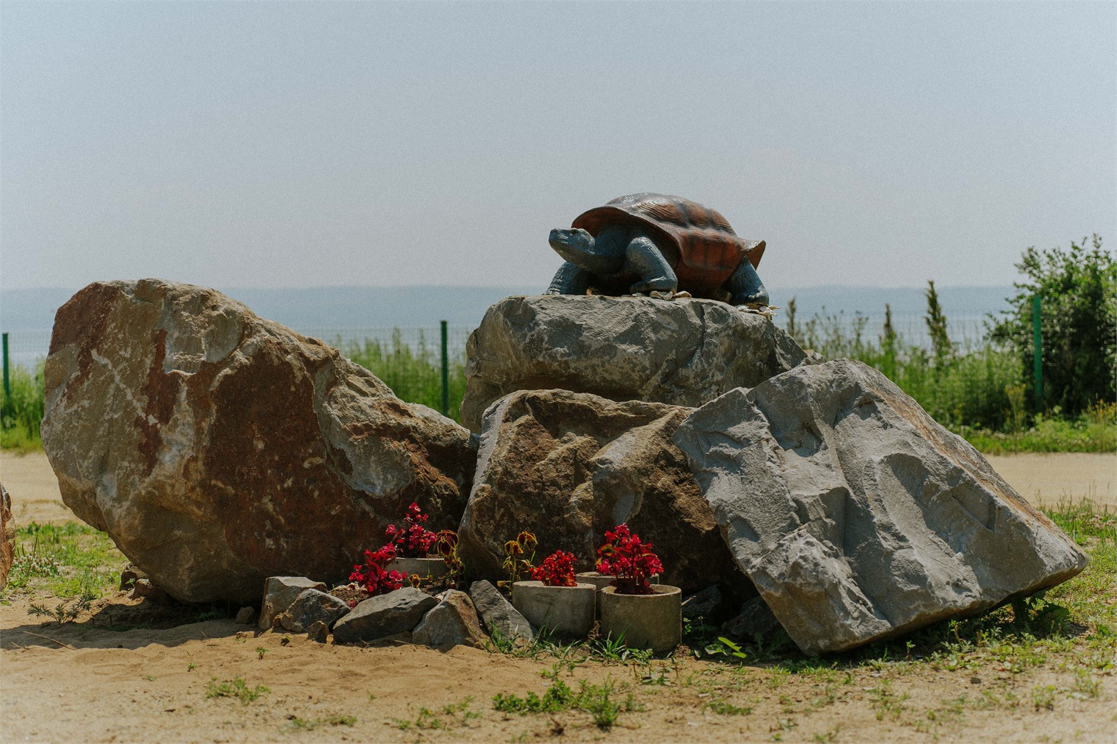 Лазурная черепаха