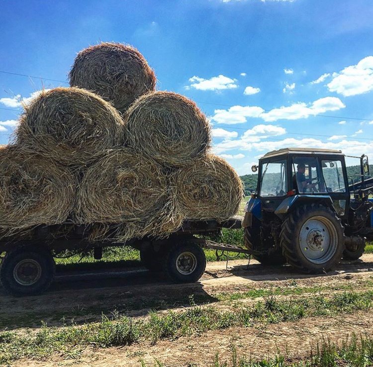 Ферма Лукино - photo 3