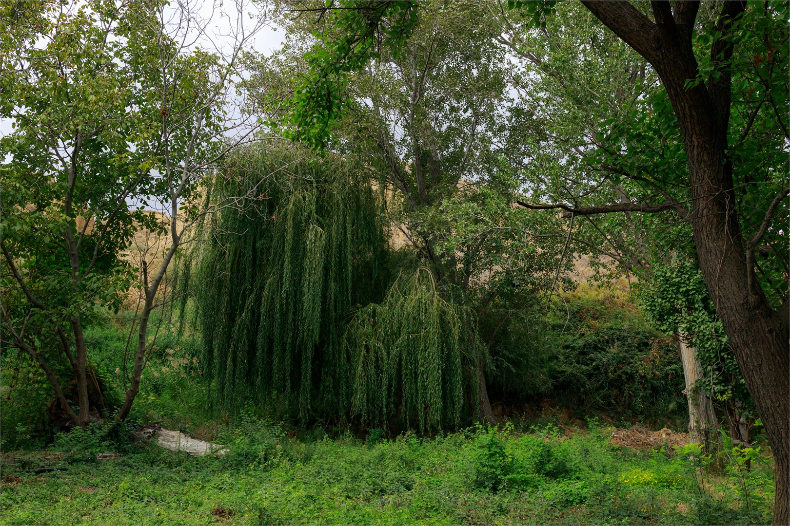 Кунак - photo 5