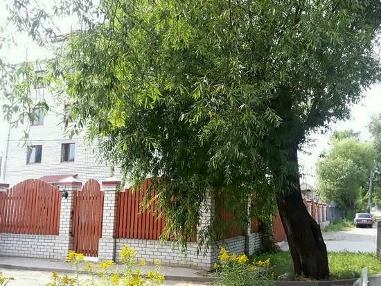 Два крыла - photo 3