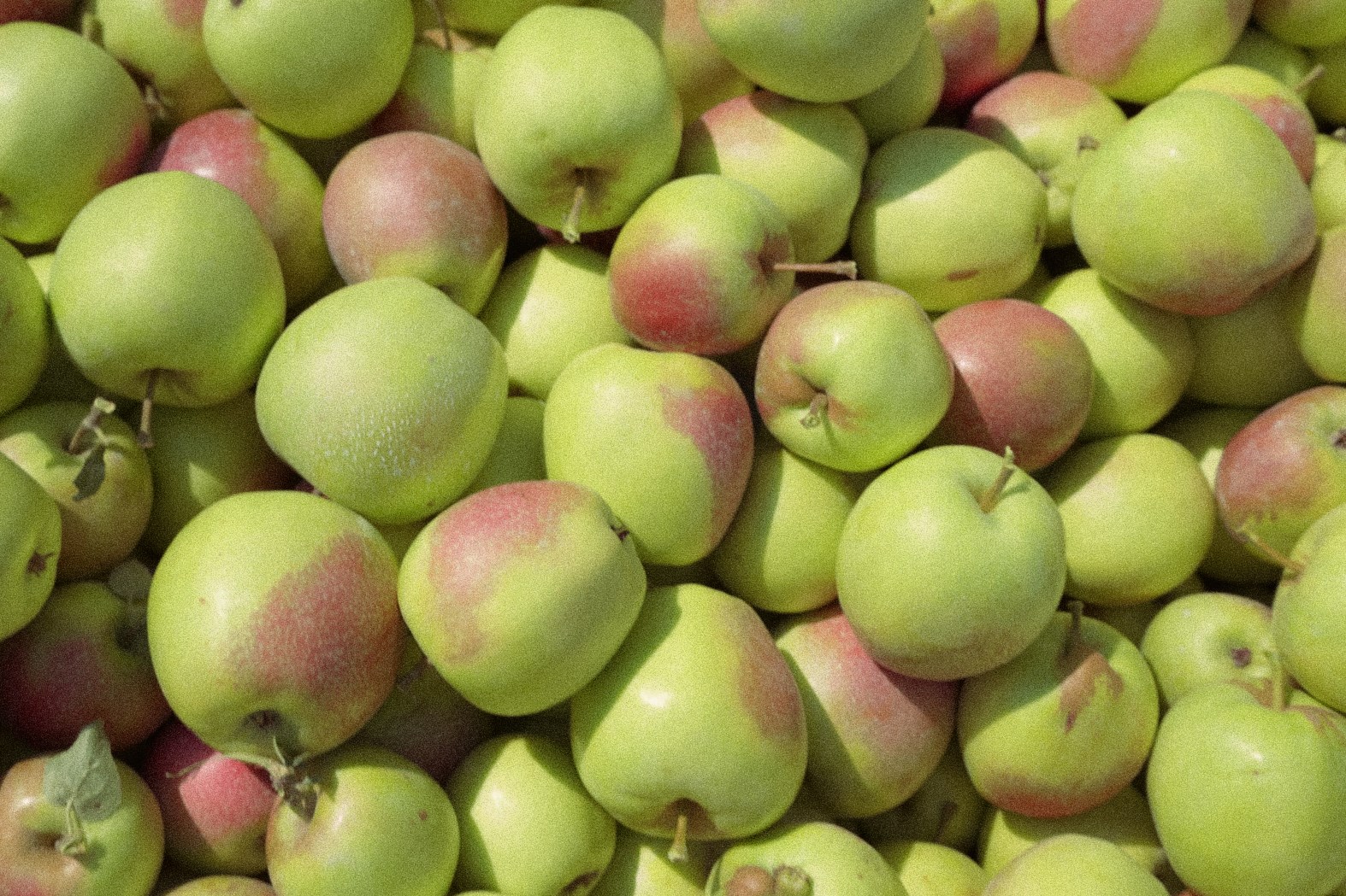 Эко-парк "Анжелина" - photo 5