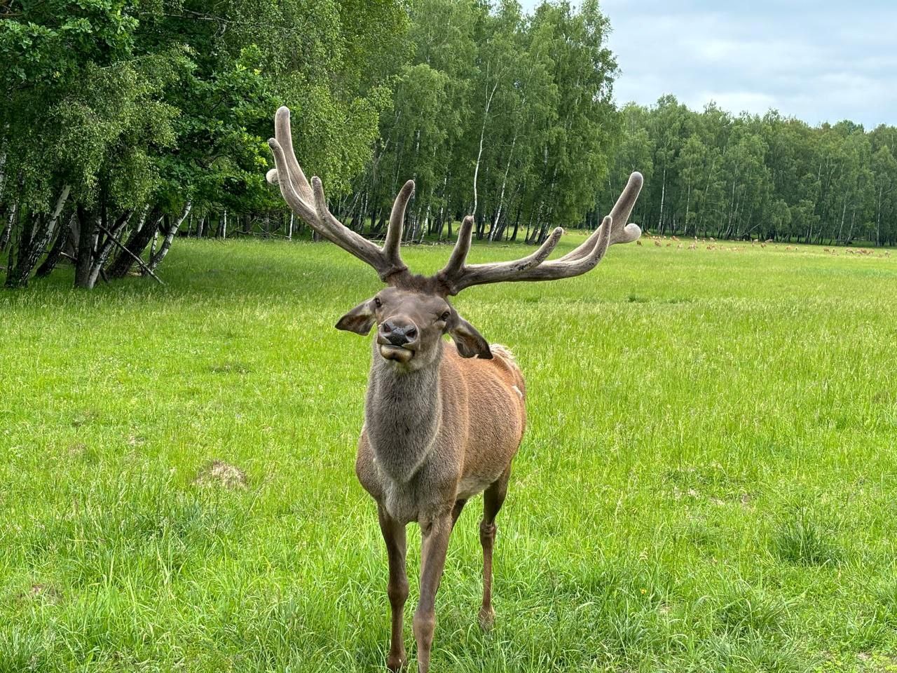 Отель-заповедник «Лесное» - photo 4